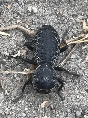 Zopherus laevicollis