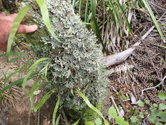 Pseudocyphellaria carpoloma