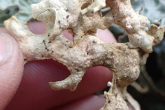 Pseudocyphellaria carpoloma