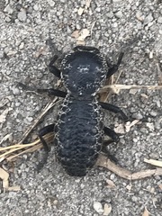 Zopherus laevicollis