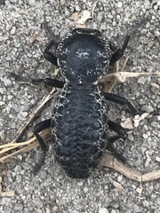 Zopherus laevicollis