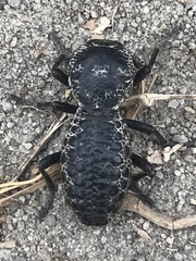 Zopherus laevicollis