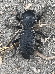 Zopherus laevicollis