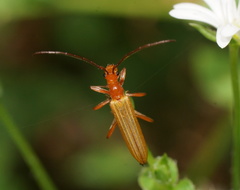 Stenoderus concolor