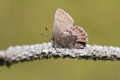 Callophrys mossii