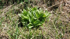 Veratrum californicum