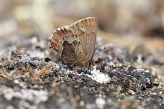 Callophrys mossii