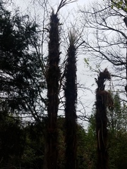 Trachycarpus fortunei