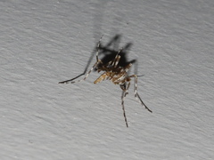 Aedes alternans