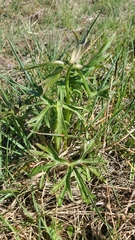 Delphinium nuttallii