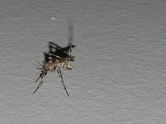 Aedes alternans