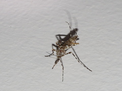 Aedes alternans