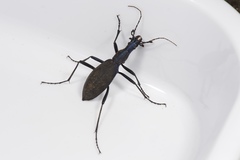 Carabus blaptoides oxuroides