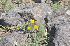 Balsamorhiza serrata