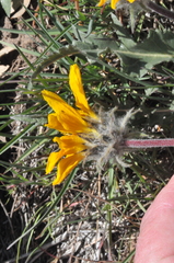 Balsamorhiza serrata