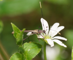 Enchoptera apicalis