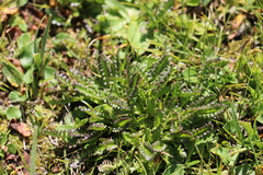 Pedicularis longiflora