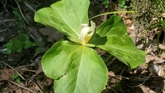 Trillium albidum parviflorum