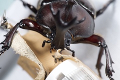 Trypoxylus dichotomus