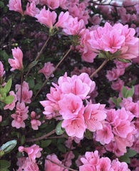 Rhododendron