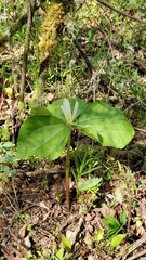 Trillium albidum parviflorum