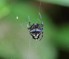 Verrucosa scapofracta