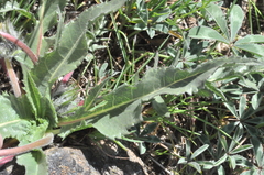Balsamorhiza serrata