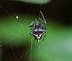 Verrucosa scapofracta