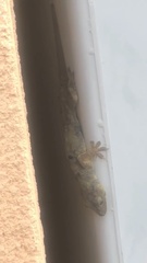 Hemidactylus persicus