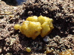 Colpomenia tuberculata