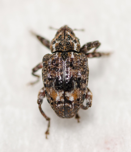 Plum Curculio photo 2