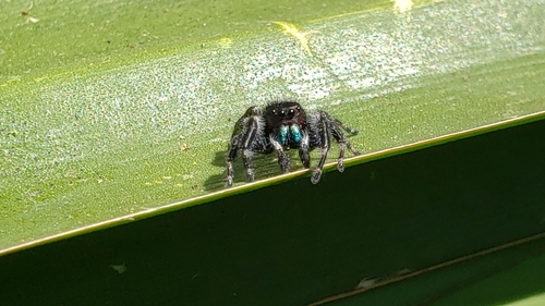 Bold Jumping Spider photographed in Washington