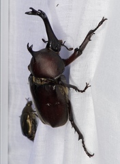 Trypoxylus dichotomus