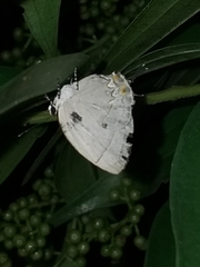 Iaspis andersoni