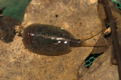 Lepidurus apus