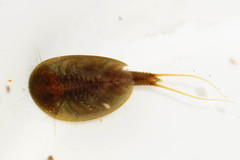 Lepidurus apus