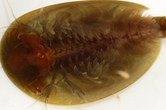 Lepidurus apus