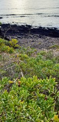 Nitraria billardierei