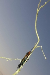 Chlorion hemipyrrhum