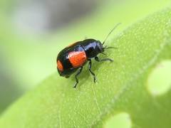 Cryptocephalus quadruplex