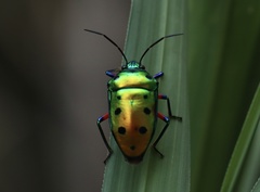 Calliphara excellens