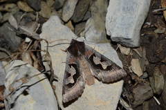 Perigrapha circumducta