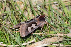 Perigrapha circumducta