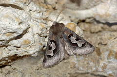 Perigrapha circumducta