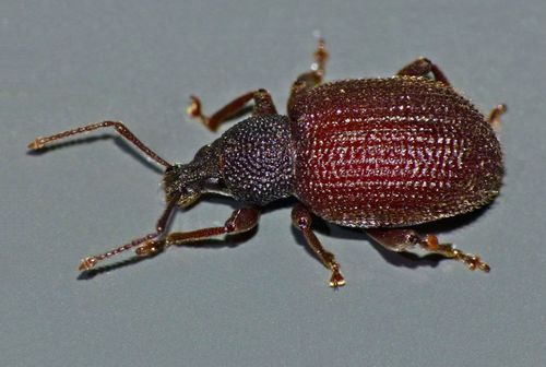 Rough strawberry root weevil photo 3