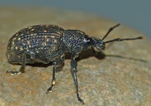 Black vine weevil