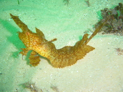 Cristiceps aurantiacus