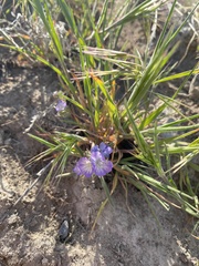 Phacelia linearis