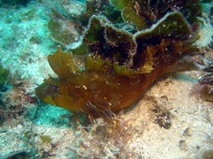 Cristiceps aurantiacus