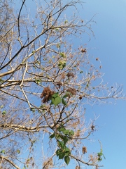 Heliocarpus donnellsmithii